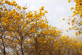 风铃花