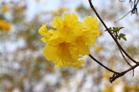 风铃花