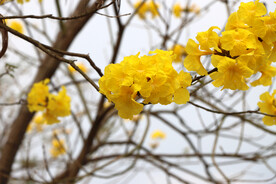 风铃花