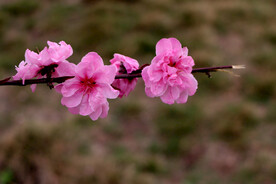 桃花