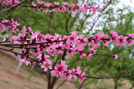 桃花盛开