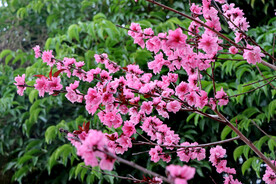 桃花盛开