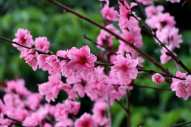 桃花盛开