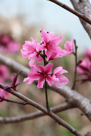 桃花