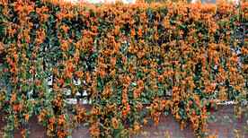 炮仗花