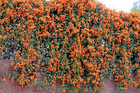 炮仗花