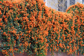炮仗花