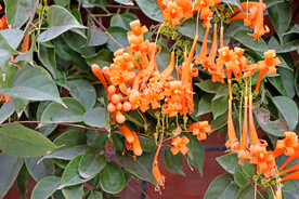 炮仗花