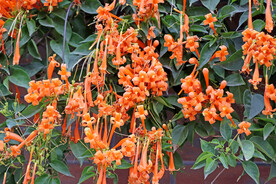 炮仗花