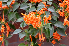 炮仗花