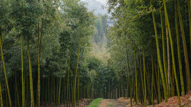 竹林