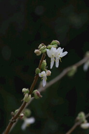 郁香忍冬  
