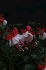 温室花草风景 