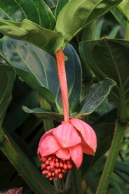 宝莲灯花 