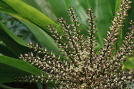 朱蕉花 