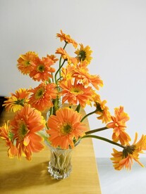 橙色菊花