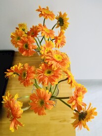 非洲菊