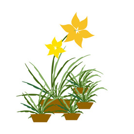 植物