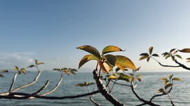 大海