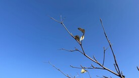 树枝