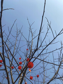 树与天空