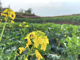 油菜花