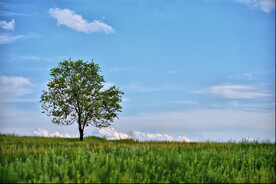 草原上的一棵树