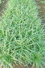 细叶苦麦菜