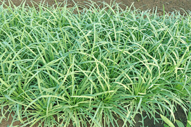 细叶苦麦菜
