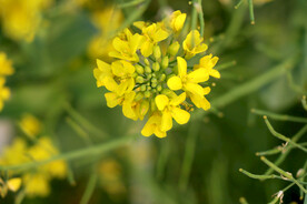 黄菜花