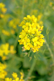黄菜花