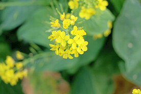 黄菜花