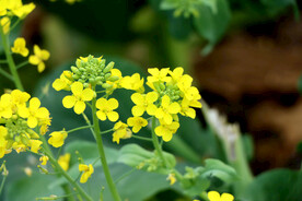 黄菜花