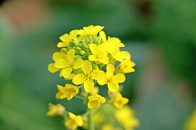 黄菜花