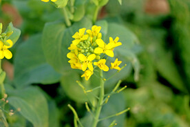黄菜花