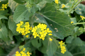 黄菜花