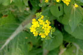 黄菜花
