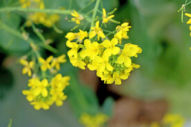 油菜花