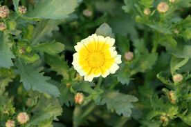 茼蒿花