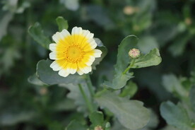 茼蒿花