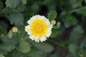 茼蒿花
