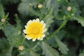 茼蒿花