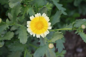 茼蒿花
