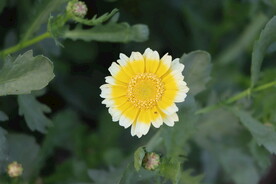 茼蒿花