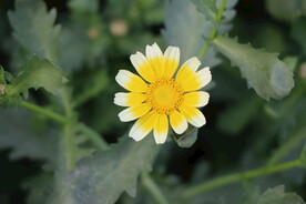 茼蒿花
