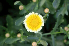 茼蒿花