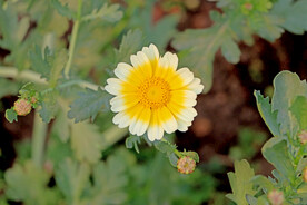 茼蒿花