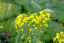 油菜花