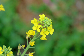 油菜花