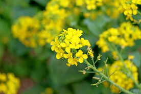 油菜花